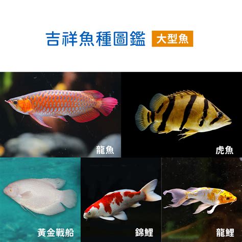 小型招財魚|過年系列 2. 兔年招財魚種圖鑑 過年買魚推薦名單